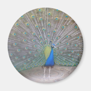 Pfau Magnet