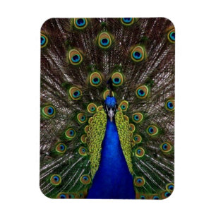 Pfau Magnet