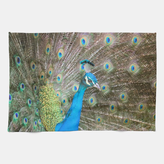 Pfau mit Federn Fanned - Wildlife Bird Foto Geschirrtuch (Horizontal)