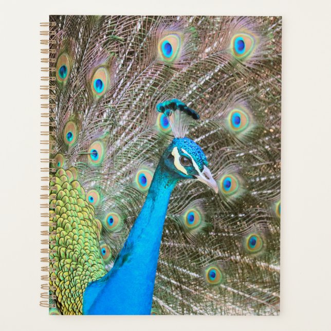 Pfau mit Federn Fanned - Wildlife Bird Foto Planer (Vorderseite)