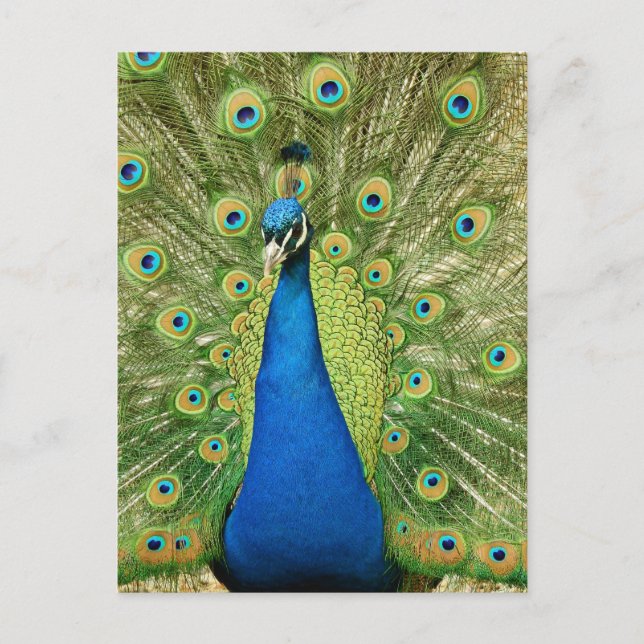 Pfau mit schönem Feathers-Foto Postkarte (Vorderseite)