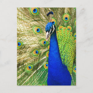 Pfau mit seinem farbenprächtigen Untergrund Postkarte