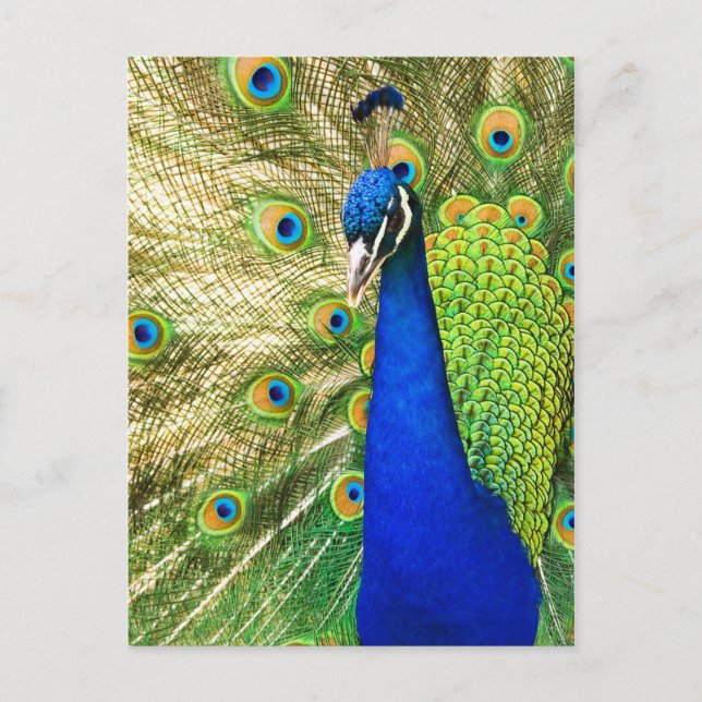 Pfau mit seinem farbenprächtigen Untergrund Postkarte (Vorderseite)