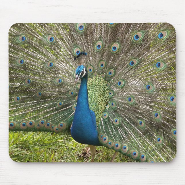 Pfau Mousepad (Vorne)