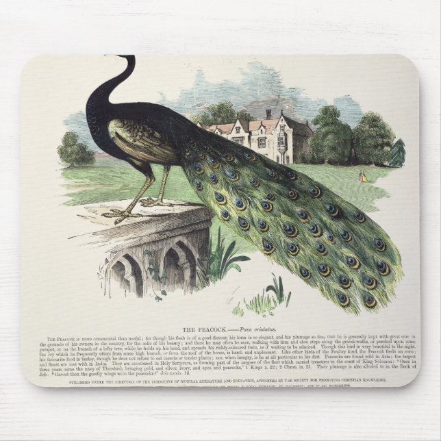 Pfau Mousepad (Vorne)