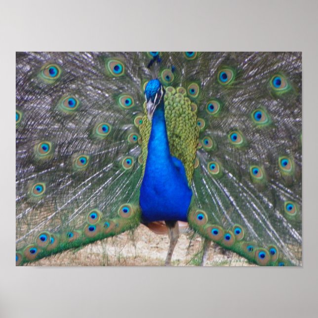 Pfau nah poster (Vorne)