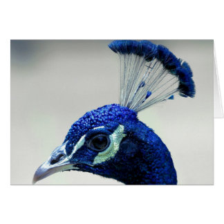 Pfau-Nahaufnahme
