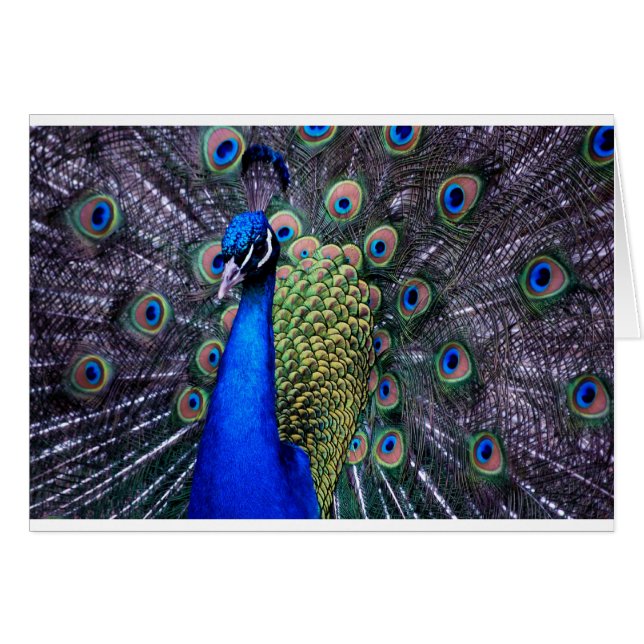 Pfau-nahes hohes (Vorderseite (Horizontal))