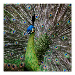 Pfau Poster