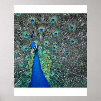 Pfau Poster