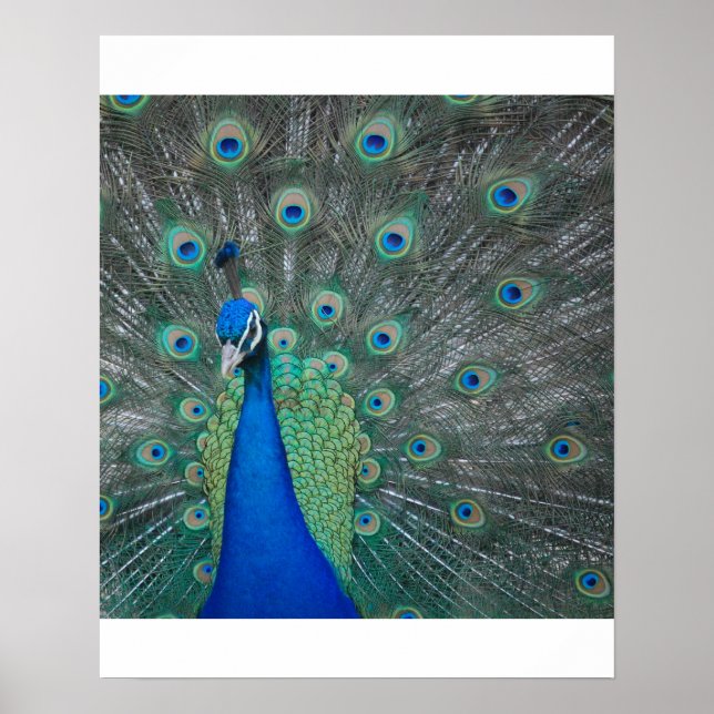 Pfau Poster (Vorne)