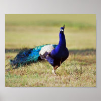 Pfau