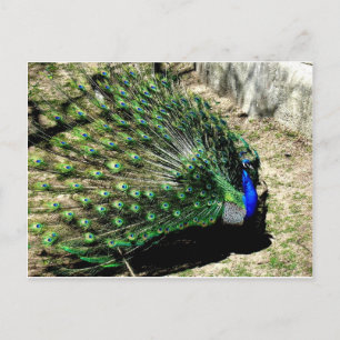 Pfau Postkarte