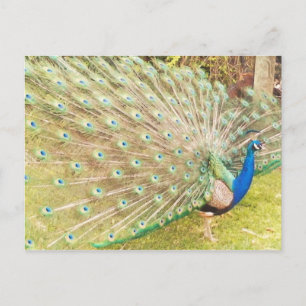 Pfau Postkarte