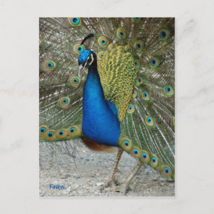 Pfau Postkarte