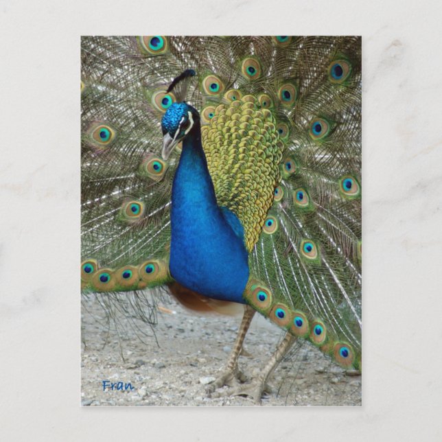 Pfau Postkarte (Vorderseite)