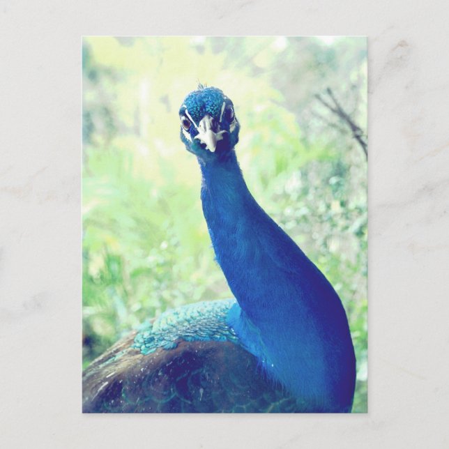 Pfau Postkarte (Vorderseite)