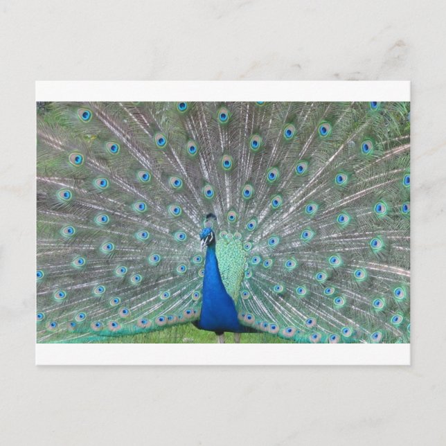 Pfau Postkarte (Vorderseite)