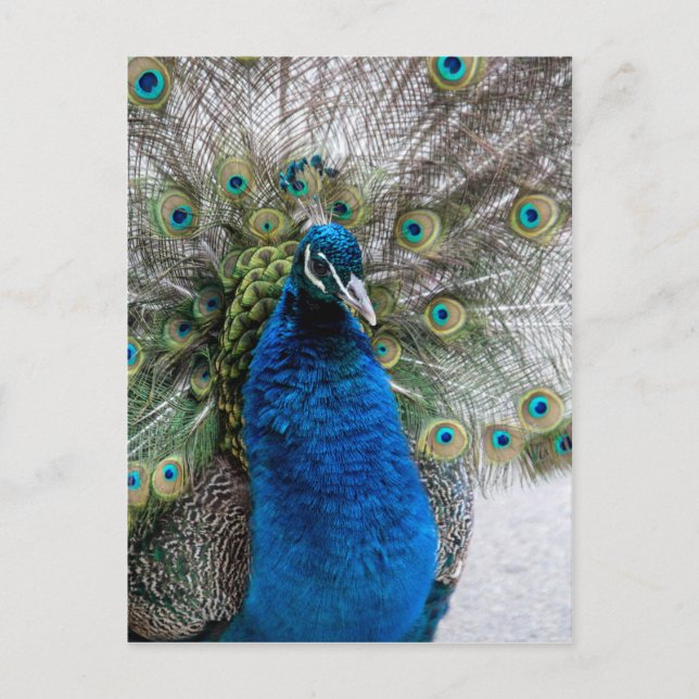 Pfau Postkarte (Vorderseite)