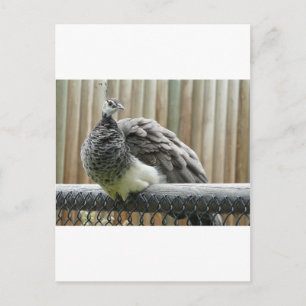 Pfau Postkarte
