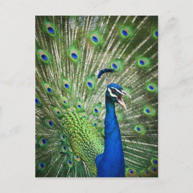 Pfau Postkarte (Vorderseite)