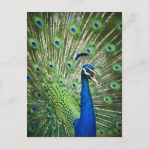 Pfau Postkarte