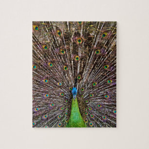 Pfau Puzzle