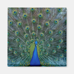 Pfau, quadratischer Magnet