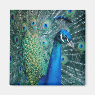Pfau, quadratischer Magnet