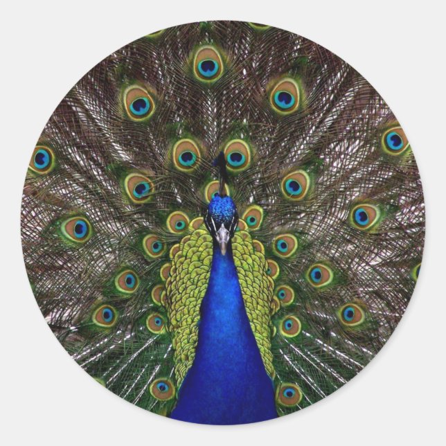 Pfau Runder Aufkleber (Vorderseite)