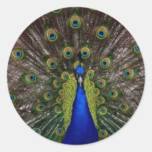 Pfau Runder Aufkleber