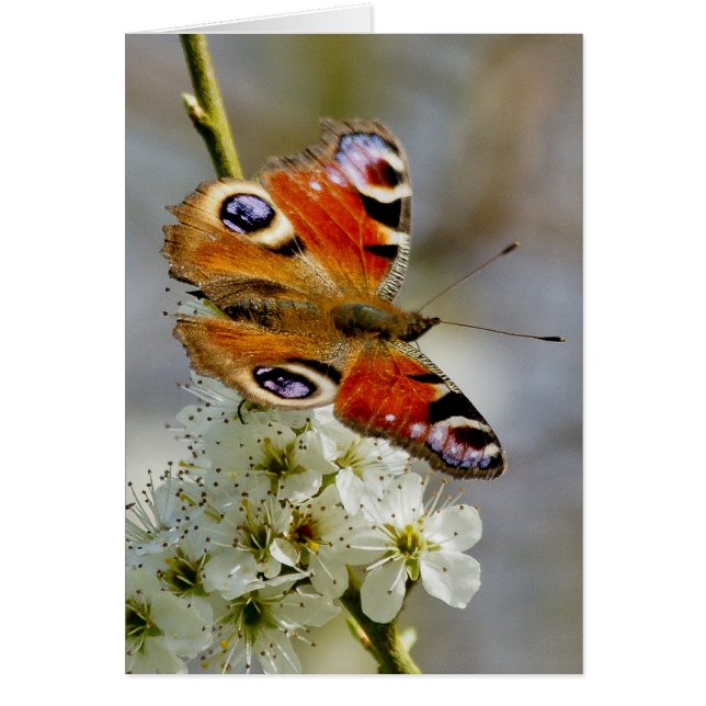 Pfau-Schmetterling - Schmetterling auf (Vorne)