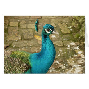 Pfau Schöne Naturfotografie