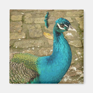 Pfau Schöne Naturfotografie Magnet