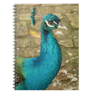Pfau Schöne Naturfotografie Notizblock