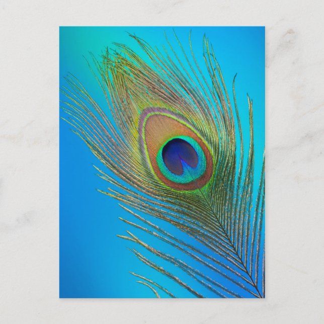Pfau-Schwanz-Feder Postkarte (Vorderseite)