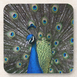 Pfau-Set 6 Untersetzer