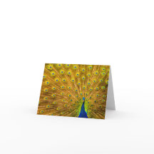 Pfau, Silberfälle, Kauai, Hawaii