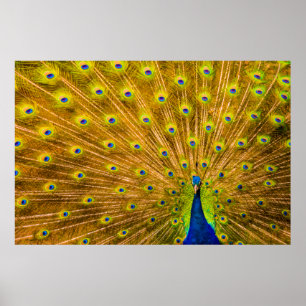 Pfau, Silberfälle, Kauai, Hawaii Poster