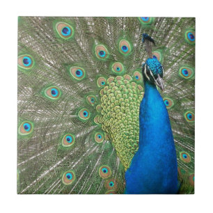 Pfau-Spreize Fliese