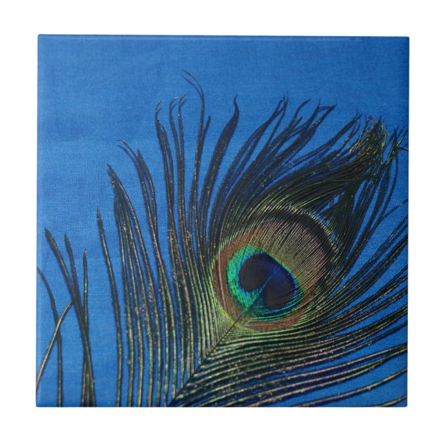 Pfau-Stillleben mit blauer Fliese (Vorderseite)