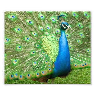 Pfau Strutting Fotodruck