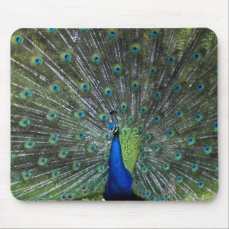 Pfau Strutting Mousepad