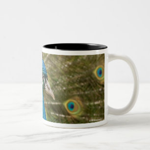 Pfau strutting zweifarbige tasse