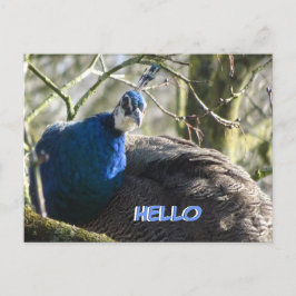 Pfau Tree HELLO Postkarte