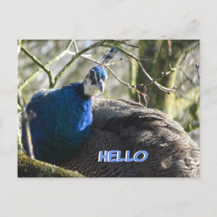 Pfau Tree HELLO Postkarte