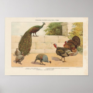 Pfau, Türkei, -Guinea Poster