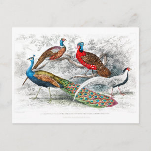 Pfau und Fasanen - Oliver Goldsmith - vintage Postkarte
