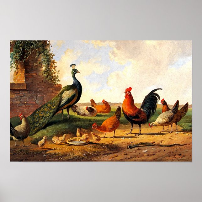 Pfau und Hühner Poster (Vorne)