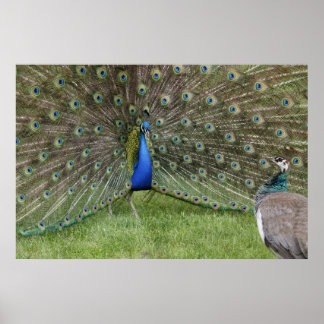 Pfau- und Pfahenposter Poster